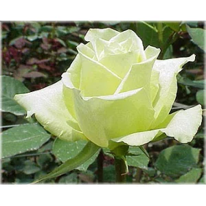 Роза "Лимон"(Limon)